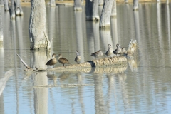 21246264_1638276989557115_3758958049302879682_o