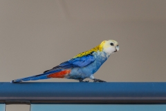 9517925771_b53956016e_b