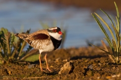 Black-fronted_Dotterel_(Elseyornis_melanops)_(9613355522)
