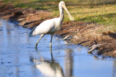 From facebook_from someone