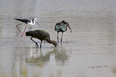 Glossy Ibis and Black winged stilt_judy