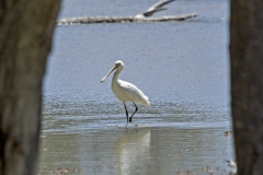 Yellowbiled spoonbill_judy