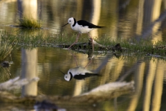 judystrekabout_website