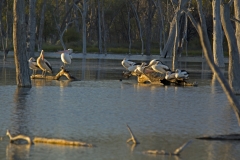 pelicans_judy