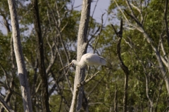 spoonbill_judystrekabout