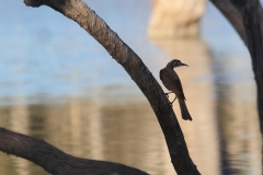 20819532_1400358183367031_8250365871683020898_o-John-Graham-Aug-17