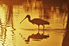 20840711_1400340773368772_7720964042668191671_n-John-Graham-Aug-17