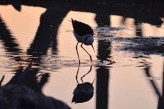 42478940_10155787110223202_6543428829174562816_n-Gini-Tangira