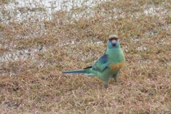 42568600_715256285511903_6821765842649219072_n-Lesley-Broadhurst11