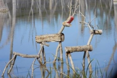 42619345_753870198285487_3514860166845562880_n-Lesley-Broadhurst7