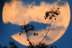 Courtesy-Of-Jodie-Ahkee